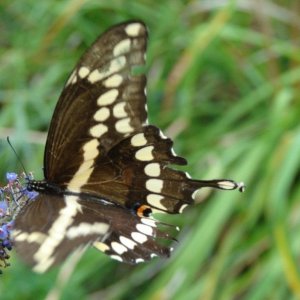 Creatures in the back yard