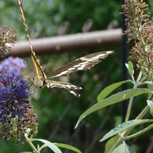 Creatures in the back yard