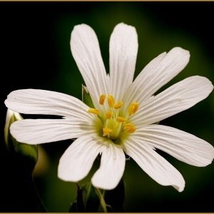 Greater Stitchwort