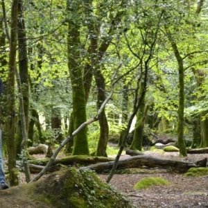 Photo shoot in Trevaylor woods 13 08 2012