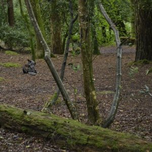 Photo shoot in Trevaylor woods 13 08 2012
