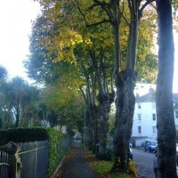 Trewithen Road and Alexandra Road in Autumn, 4th Nov10