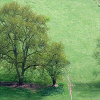 Symonds Yat - 3