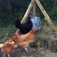 new chooks 1