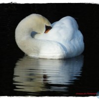 Tehidy Swan