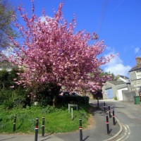 Cherry Blossom Tree