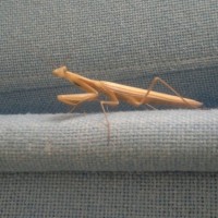 A Mantis came to visit us in our office today.