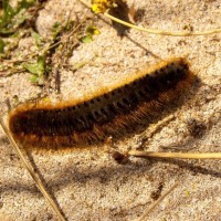 strange Caterpillar