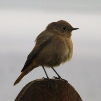Black Redstart (female)