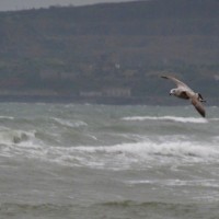 Snapshot (action) - Gull In Flight