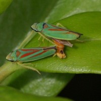 Candy Striped Leafhoppers