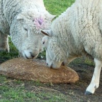 MIXED FARMING IN ST JUST AND COT VALLEY - 16JAN12