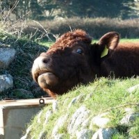 MIXED FARMING IN ST JUST AND COT VALLEY - 16JAN12