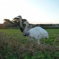 MIXED FARMING IN ST JUST AND COT VALLEY - 16JAN12