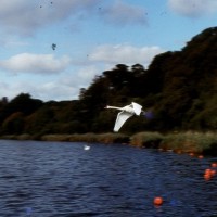 Swanpool - Falmouth