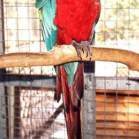 Macaw