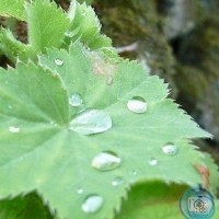 water on a leaf