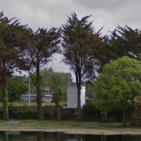 Rugby Club Trees