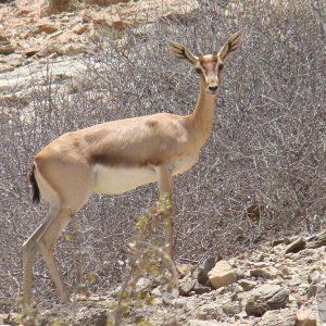 Local wildlife: Salalah, Oman