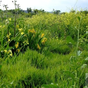 Marazion Marsh - 02Jun10