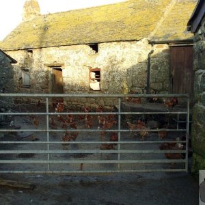 Chickens in farm at Treen Village