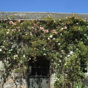 Porch of old cottage, Penberth Cove - 10th June '07