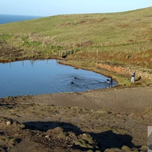 Otters in the mining pool or labradors?