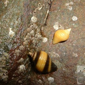 On a rock at Battery Rocks
