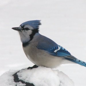 Blue Jay