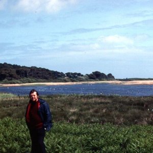 Swallows swooped for insects over the lake, Tresco