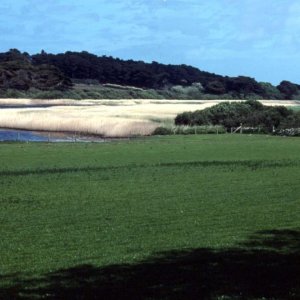 The Lake, Tresco, Scilly