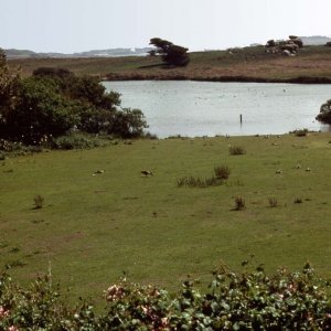 The pond and ducks, Tresco Gardens, Scilly