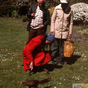 Pheasant and chicks, Valhalla, Tresco Gardens, Scilly