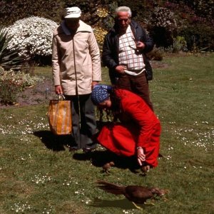 Pheasant and chicks, Valhalla, Tresco Gardens, Scilly