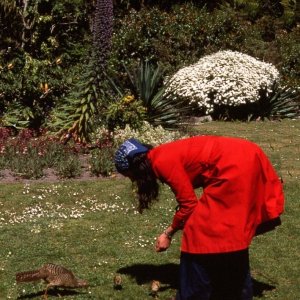 Pheasant and chicks, Valhalla, Tresco Gardens, Scilly