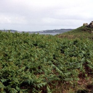 Near the Carn, Tresco, Scilly
