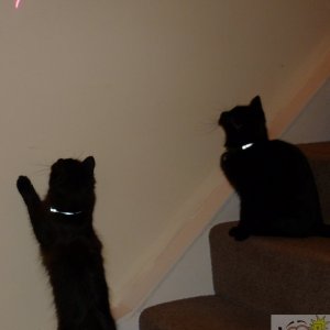 two kittens who love the laser