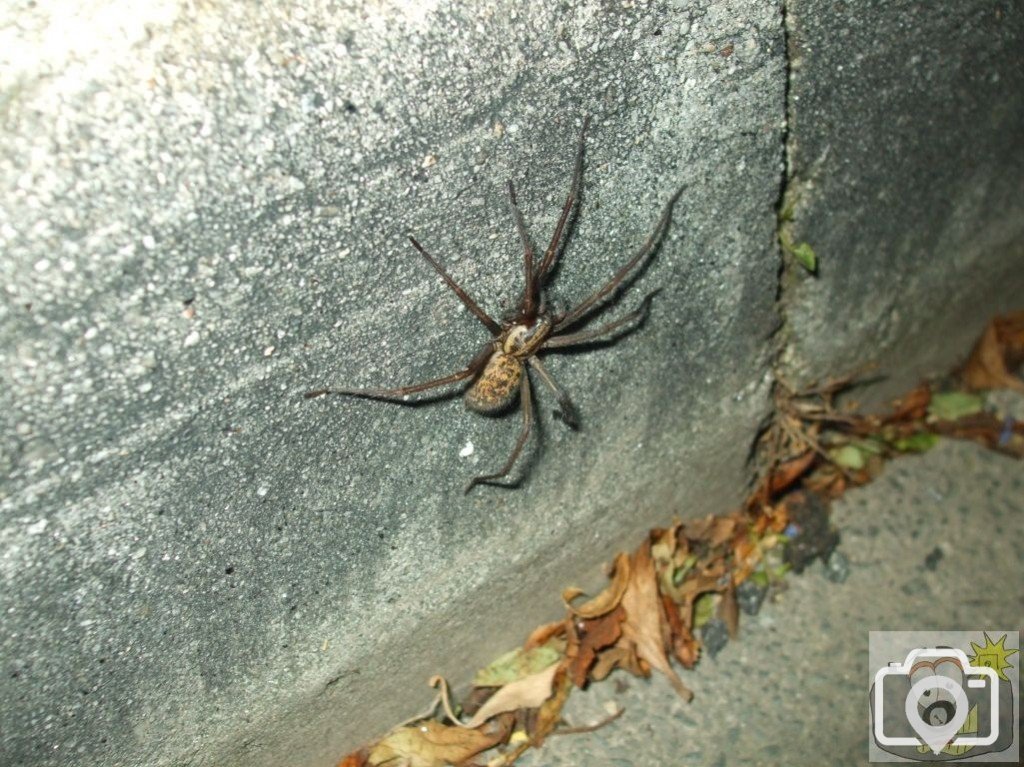 A big Penzance spider!