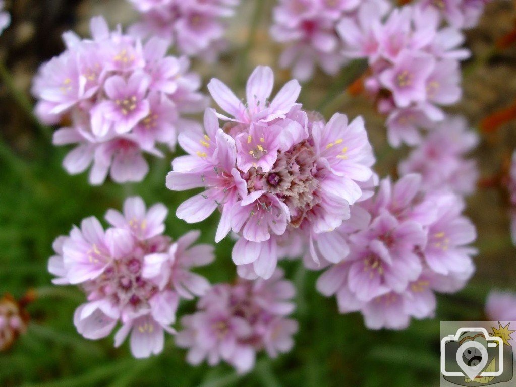 A close-up of thrift florets - Porth Chapel - 17May10