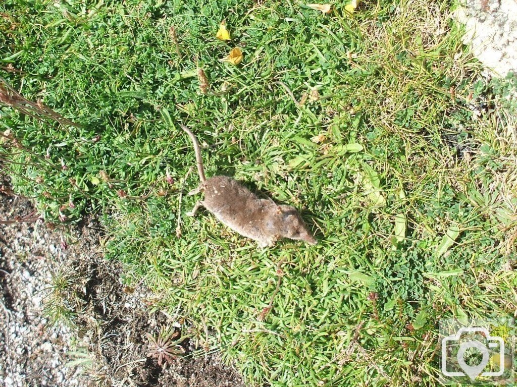 A dead common shrew