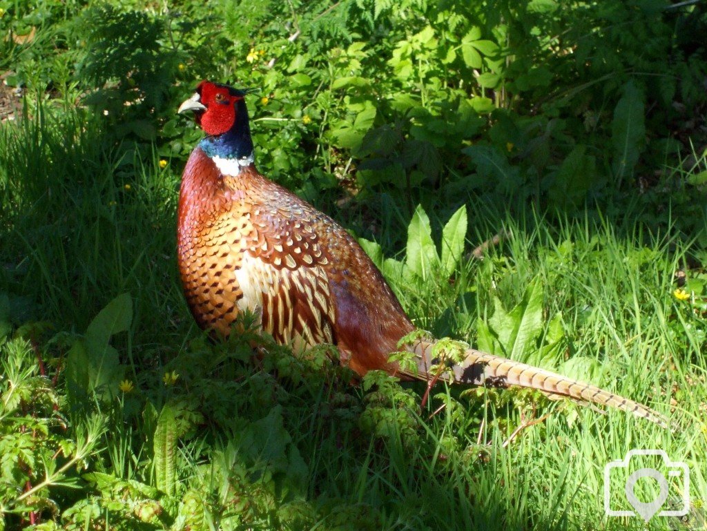 A male pheasant