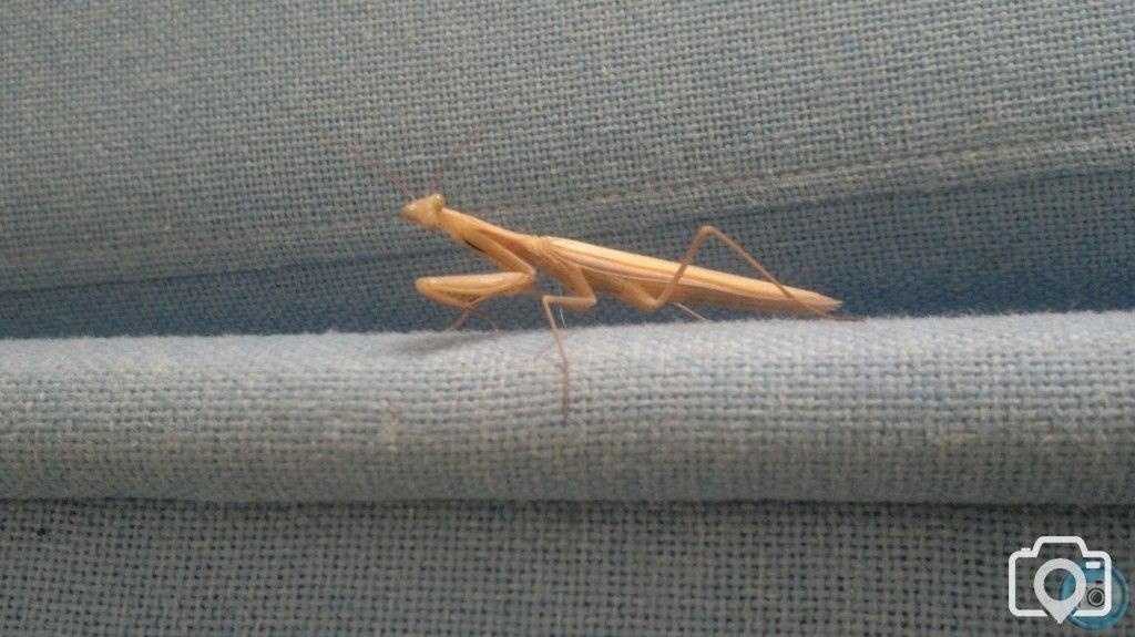 A mantis came a-visiting our office.