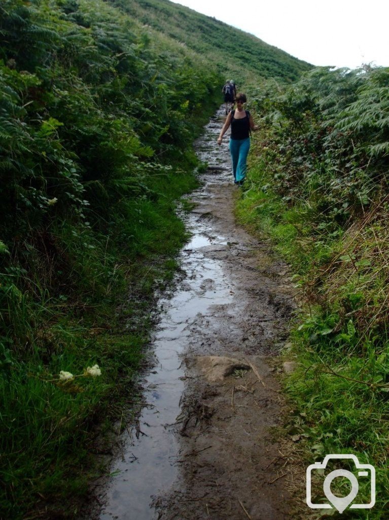 A muddy patch on clifftop near Portheras Cove (17th Aug., 2009)