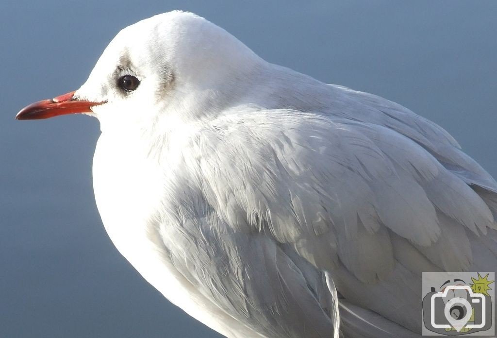 A not so quick tern