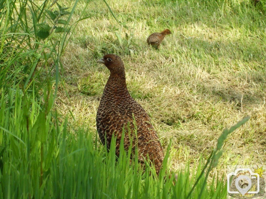 A pheasant and chick - 02Jun10