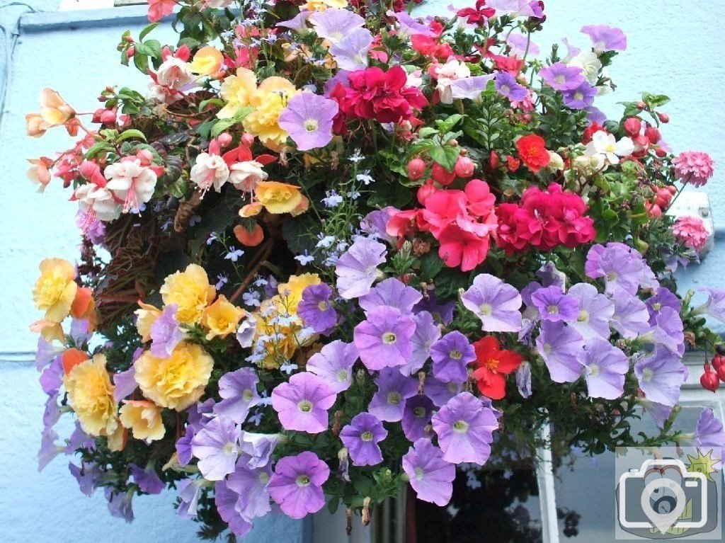 A pretty flower basket outside the pub, Hayle, Sept., 2007