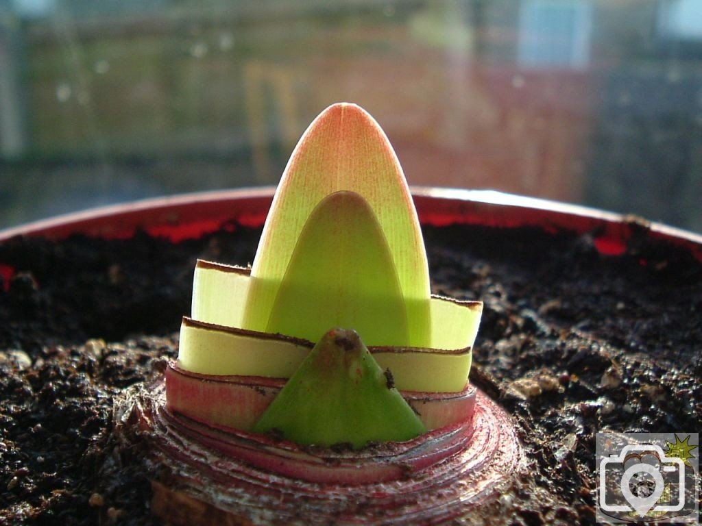 A repotted amaryllis after one week