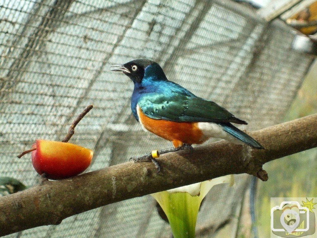 A startling starling!