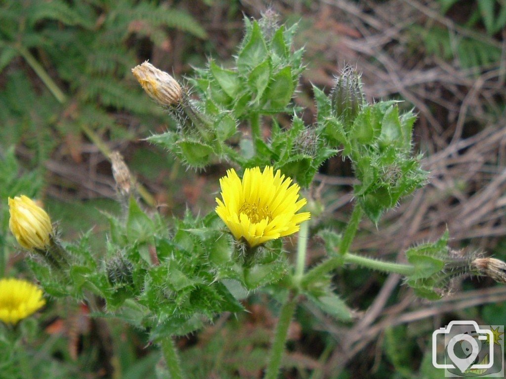 A variety of hawkbit/dandelion/coltsfoot