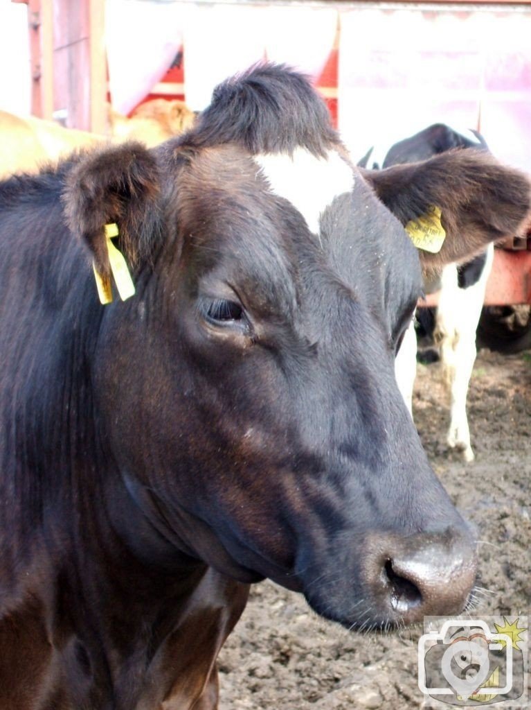 A young bullock at Trencrom Farm